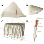 Image of the ampullae of Lorenzini found in sharks, skates and rays.