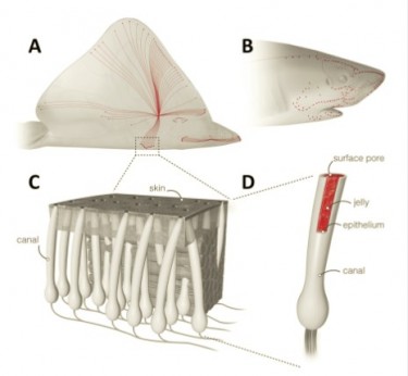 Image of the ampullae of Lorenzini found in sharks, skates and rays.