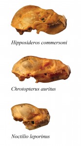 Skulls from three bat species.