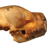 Skull of a fish-eating bat.