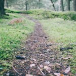 image of a wooded path