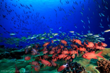 fish swimming