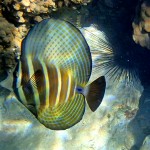 a photo of a sailfin tang fish