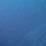 white dots on blue background