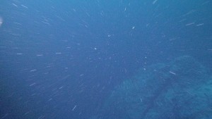 white dots on blue background