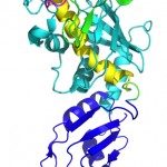 Cellular protein