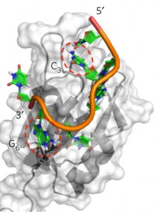 Drawing of a cellular protein