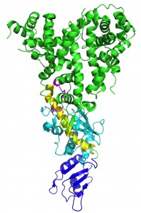 A depiction of a protein.