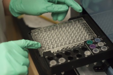UW doctoral student Vega Shah measures growth in bacteria cultures in the lab using an automated piece of equipment with 96 well plates.