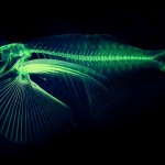 fish scan