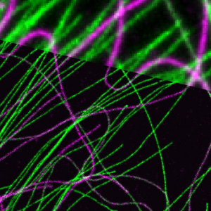 Proteins in a cell.