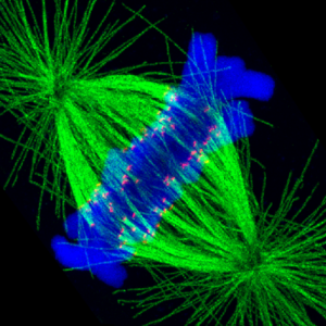 A dividing cell.