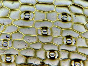microscope image of grid and openings