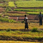 farmers in field