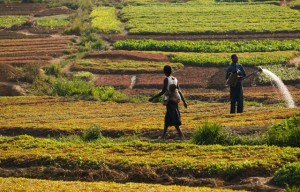 farmers in field