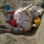 Paleontologists prepare to remove a Tyrannosaurus rex skull from a fossil dig site in northern Montana and transport it to the Burke Museum at the University of Washington.