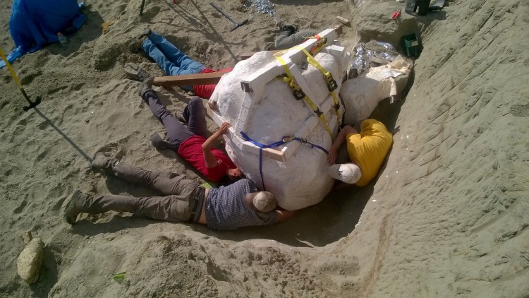 Paleontologists prepare to remove a Tyrannosaurus rex skull from a fossil dig site in northern Montana and transport it to the Burke Museum at the University of Washington.