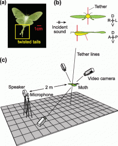 During the experiment a speaker aimed high-frequency sound waves at a tethered luna moth (center). Video cameras recorded the moth's flight while a microphone tracked the sound waves bouncing back off its body.