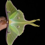 moth on finger