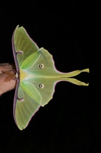 moth on finger