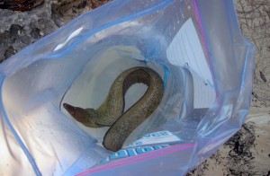 A Purplemouth moray eel is held in a bag to measure its nutrient output.