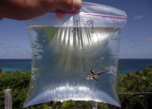 A High-hat fish is placed in a plastic bag for half an hour during fieldwork in The Bahamas. Scientists measured the nutrient content in the water before and after to determine the fish's nutrient output.