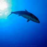 The Almaco jack is a large predator fish, pictured here in the Caribbean.