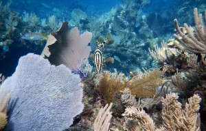 The Nassau grouper, pictured center with stripes, is one of the larger fish that lives around coral reefs.