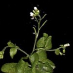 a mutant plant