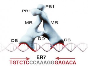 An artist's depiction of two ARF proteins interacting with one another as they bind to DNA and switch on expression of a target gene.