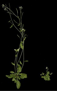 Two weeds, one remarkably shorter than the other because it is a mutant that cannot recognize the plant hormone auxin.