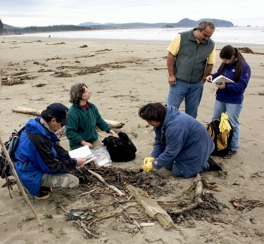 Participants in the COASST program collect data on the identity and condition of a bird on the northern outer coast of Washington state.