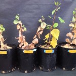 Poplars given microbes survived better in drought conditions