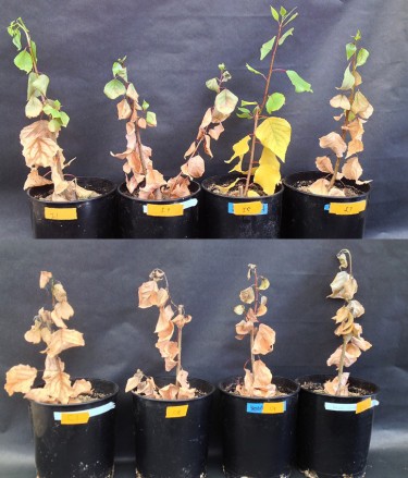 comparison of plants with and without microbes added.