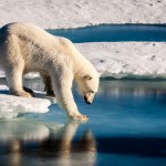 Polar bear testing the ice thickness