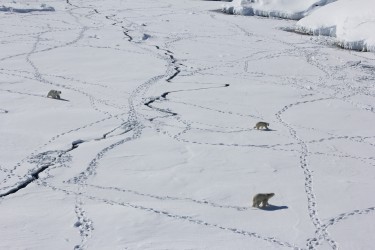 three polar bears walk across ice