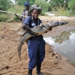 Bogezi captures a crocodile during one of her research projects in Uganda.
