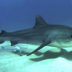 A tiger shark.