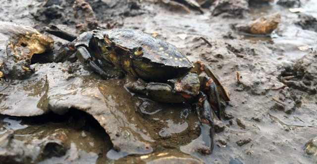 a green crab