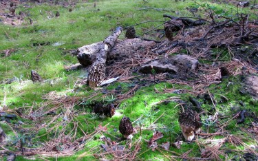 morels in a burned forest