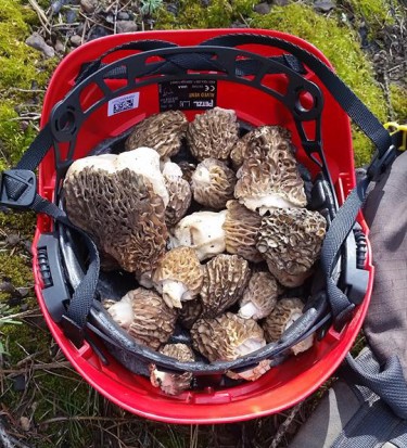 morels collected in a hard hat