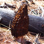 morel mushroom