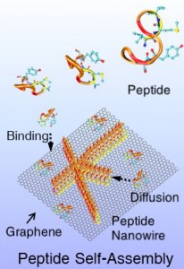 Cartoon of peptides assembling into wires.