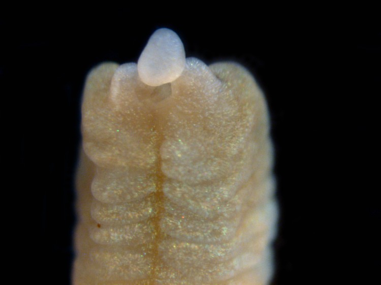 Five days after being cut. A rudimentary head, including the mouth and proboscis, has formed.
