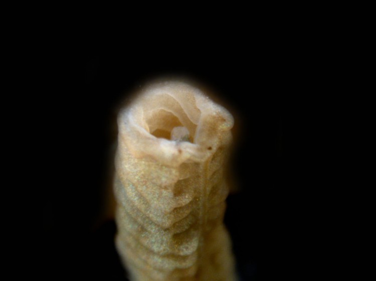 A close-up view of the cut site and tail end of the worm the day it was cut.
