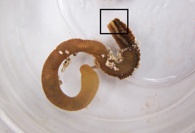 The tail end of the worm after being cut. The boxed area indicates where the worm will grow a new head.