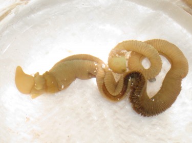 a whole, live acorn worm