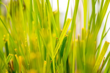 grass photo
