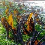 Sea grass beds, like these off the coast of British Columbia, Canada, might buffer the impacts of ocean acidification