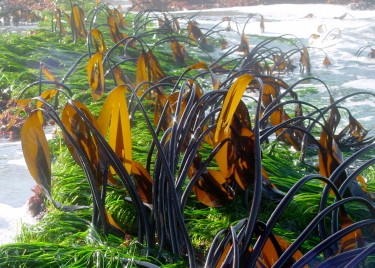 Sea grass beds, like these off the coast of British Columbia, Canada, might buffer the impacts of ocean acidification